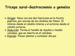 Triceps sural-Gastrocnemio o gemelos
Origen: Nace con sus dos fascículos en la faceta
poplítea, por encima de los cóndilos del fémur. El
interno desde el cóndilo interno y el externo desde el
cóndilo externo.
Inserción: Forma el tendón de Aquiles o tendón
calcáneo, que se inserta en el calcáneo
Función: Flexor plantar y extensor del pie.
 