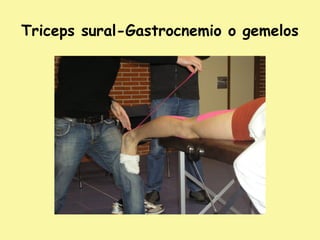 Triceps sural-Gastrocnemio o gemelos
 