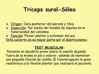 Triceps sural-Sóleo
Origen: Cara posterior del peroné y tibia.
Inserción: Por medio del tendón de Aquiles en la
tuberosidad del calcáneo.
Función: Flexor plantar y extensor del pie.
Está cubierto en su mayor parte por el Gastrocnemio.
TEST MUSCULAR:
Paciente en decúbito prono sobre la camilla dejando
fuera de la misma el pie a valorar, además de mantener
una pequeña flexión de rodilla. El fisioterapeuta le pone
resistencia a la flexión plantar que realizará el paciente.
 