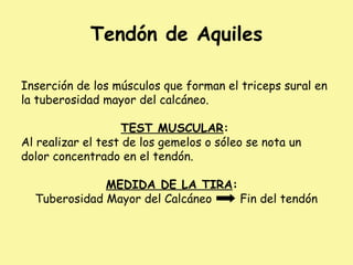 Tendón de Aquiles
Inserción de los músculos que forman el triceps sural en
la tuberosidad mayor del calcáneo.
TEST MUSCULAR:
Al realizar el test de los gemelos o sóleo se nota un
dolor concentrado en el tendón.
MEDIDA DE LA TIRA:
Tuberosidad Mayor del Calcáneo Fin del tendón
 