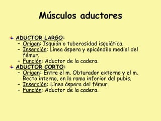 Músculos aductores
ADUCTOR LARGO:
– Origen: Isquión o tuberosidad isquiática.
– Inserción: Línea áspera y epicóndilo medial del
fémur.
– Función: Aductor de la cadera.
ADUCTOR CORTO:
– Origen: Entre el m. Obturador externo y el m.
Recto interno, en la rama inferior del pubis.
– Inserción: Línea áspera del fémur.
– Función: Aductor de la cadera.
 