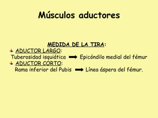 Músculos aductores
MEDIDA DE LA TIRA:
ADUCTOR LARGO:
Tuberosidad isquiática Epicóndilo medial del fémur
ADUCTOR CORTO:
Rama inferior del Pubis Línea áspera del fémur.
 