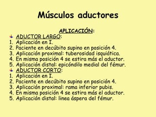 Músculos aductores
APLICACIÓN:
ADUCTOR LARGO:
1. Aplicación en I.
2. Paciente en decúbito supino en posición 4.
3. Aplicación proximal: tuberosidad isquiática.
4. En misma posición 4 se estira más el aductor.
5. Aplicación distal: epicóndilo medial del fémur.
ADUCTOR CORTO:
1. Aplicación en I.
2. Paciente en decúbito supino en posición 4.
3. Aplicación proximal: rama inferior pubis.
4. En misma posición 4 se estira más el aductor.
5. Aplicación distal: linea áspera del fémur.
 