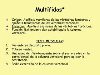 Multífidos*
Origen: Apófisis mamilares de las vértebras lumbares y
apófisis transversas de las vértebras torácicas.
Inserción: Apófisis espinosas de las vértebras torácicas.
Función: Extienden y dan estabilidad a la columna
vertebral.
TEST MUSCULAR:
1. Paciente en decúbito prono.
2. Cabeza neutra.
3. Una mano del fisioterapeuta sobre el sacro y otra en la
parte dorsal de la columna vertebral para aplicar la
resistencia.
4. Pedir extensión de la columna vertebral
 