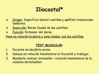 Iliocostal*
Origen: Superficie lateral costillas y apófisis transversas
lumbares.
Inserción: Borde Caudal de las costillas.
Función: Extensor del dorso.
Pone en relación la pelvis y zona lumbar con las costillas.
TEST MUSCULAR:
1. Paciente en decúbito prono.
2. Cabeza en rotación homolateral al iliocostal a trabajar.
3. Mandarle realizar extensión + rotación homolateral de la
columna dorsolumbar.
 