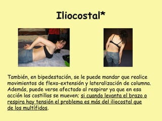 Iliocostal*
También, en bipedestación, se le puede mandar que realice
movimientos de flexo-extensión y lateralización de columna.
Además, puede verse afectado al respirar ya que en esa
acción las costillas se mueven; si cuando levanta el brazo o
respira hay tensión el problema es más del iliocostal que
de los multífidos.
 