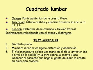 Cuadrado lumbar
Origen: Parte posterior de la cresta ilíaca.
Inserción: Última costilla y apófisis transversas de la L1
a la L4.
Función: Extensor de la columna y flexión lateral.
Íntimamente relacionado con el psoas y diafragma.
TEST MUSCULAR:
1. Decúbito prono.
2. Miembro inferior en ligera extensión y abducción.
3. El fisioterapeuta coloca una mano en el tibial anterior (no
a nivel de la rodilla) y la otra sobre la cresta iliaca.
Ordenar al paciente que haga el gesto de subir la cresta
en dirección craneal.
 