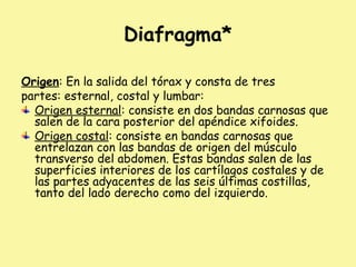 Diafragma*
Origen: En la salida del tórax y consta de tres
partes: esternal, costal y lumbar:
Origen esternal: consiste en dos bandas carnosas que
salen de la cara posterior del apéndice xifoides.
Origen costal: consiste en bandas carnosas que
entrelazan con las bandas de origen del músculo
transverso del abdomen. Estas bandas salen de las
superficies interiores de los cartílagos costales y de
las partes adyacentes de las seis últimas costillas,
tanto del lado derecho como del izquierdo.
 