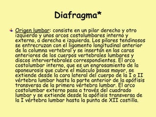 Diafragma*
Origen lumbar: consiste en un pilar derecho y otro
izquierdo y unos arcos costolumbares interno y
externo, a derecha e izquierda. Los pilares tendinosos
se entrecruzan con el ligamento longitudinal anterior
de la columna vertebral y se insertan en las caras
anteriores de los cuerpos vertebrales lumbares y
discos intervertebrales correspondientes. El arco
costolumbar interno, que es un engrosamiento de la
aponeurosis que cubre el músculo psoas mayor, se
extiende desde la cara lateral del cuerpo de la I o II
vértebra lumbar hasta la parte anterior de la apófisis
transversa de la primera vértebra lumbar. El arco
costolumbar externo pasa a través del cuadrado
lumbar y se extiende desde la apófisis transversa de
la I vértebra lumbar hasta la punta de XII costilla.
 