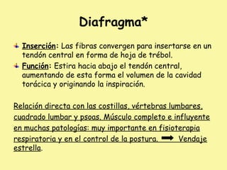 Diafragma*
Inserción: Las fibras convergen para insertarse en un
tendón central en forma de hoja de trébol.
Función: Estira hacia abajo el tendón central,
aumentando de esta forma el volumen de la cavidad
torácica y originando la inspiración.
Relación directa con las costillas, vértebras lumbares,
cuadrado lumbar y psoas. Músculo completo e influyente
en muchas patologías: muy importante en fisioterapia
respiratoria y en el control de la postura. Vendaje
estrella.
 