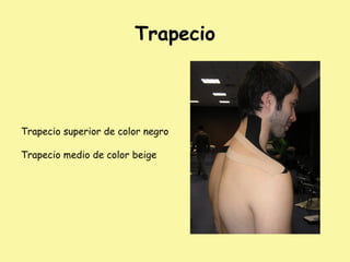 Trapecio
Trapecio superior de color negro
Trapecio medio de color beige
 