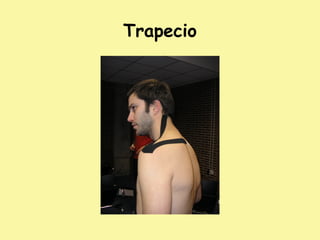 Trapecio
 