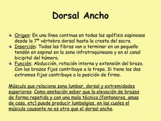 Dorsal Ancho
Origen: En una línea continua en todas las apófisis espinosas
desde la 7ª vértebra dorsal hasta la cresta del sacro.
Inserción: Todas las fibras van a terminar en un pequeño
tendón en espinal en la zona infratroquineana y en el canal
bicipital del húmero.
Función: Abducción, rotación interna y extensión del brazo.
Con los brazos fijos contribuye a la trepa. Si tiene los dos
extremos fijos contribuye a la posición de firme.
Músculo que relaciona zona lumbar, dorsal y extremidades
superiores. Como anotación saber que la elevación de brazos
de forma repetida y con una mala técnica (fontaneros, amas
de casa, etc) puede producir lumbalgias, en las cuales el
músculo causante no es otro que el dorsal ancho.
 