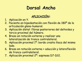 Dorsal Ancho
APLICACIÓN:
1. Aplicación en Y.
2. Paciente en bipedestación con flexión de 180º de la
articulación gleno-humeral.
3. Aplicación distal: fibras posteriores del deltoides y
tercio proximal del húmero.
4. Brazo en rotación externa y realizar una
lateralización de tronco contralateral.
5. Aplicación proximal 1º: borde cresta iliaca del mismo
lado.
6. Brazo en rotación externa + aducción y lateroflexión
de tronco contralateral.
7. Aplicación proximal 2º: espinosa D7-D12.
 