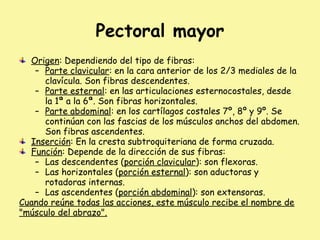 Pectoral mayor
Origen: Dependiendo del tipo de fibras:
– Parte clavicular: en la cara anterior de los 2/3 mediales de la
clavícula. Son fibras descendentes.
– Parte esternal: en las articulaciones esternocostales, desde
la 1ª a la 6ª. Son fibras horizontales.
– Parte abdominal: en los cartílagos costales 7º, 8º y 9º. Se
continúan con las fascias de los músculos anchos del abdomen.
Son fibras ascendentes.
Inserción: En la cresta subtroquiteriana de forma cruzada.
Función: Depende de la dirección de sus fibras:
– Las descendentes (porción clavicular): son flexoras.
– Las horizontales (porción esternal): son aductoras y
rotadoras internas.
– Las ascendentes (porción abdominal): son extensoras.
Cuando reúne todas las acciones, este músculo recibe el nombre de
"músculo del abrazo".
 