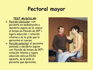 Pectoral mayor
TEST MUSCULAR:
Porción clavicular: con
paciente en sedestación o
decúbito supino se le coloca
el brazo en flexión de 90º +
ligera aducción + rotación
interna y se le pide que lo
aproxime al cuerpo.
Porción esternal: el paciente
sentado o decúbito supino
con flexión de brazo de 90º+
rotación interna y ligera
aducción oblicua EIAS
opuesta, se le pide al
paciente que aproxime.
 