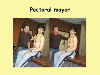 Pectoral mayor
 