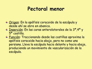 Pectoral menor
Origen: En la apófisis coracoide de la escápula y
desde ahí se abre en abanico.
Inserción: En las caras anterolaterales de la 3ª,4ª y
5ª costilla.
Función: Traccionando desde las costillas aproxima la
apófisis coracoide hacia abajo, pero no como una
persiana. Lleva la escápula hacia delante y hacia abajo,
produciendo un movimiento de vascularización de la
escápula.
 