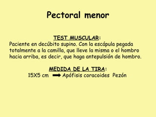Pectoral menor
TEST MUSCULAR:
Paciente en decúbito supino. Con la escápula pegada
totalmente a la camilla, que lleve la misma o el hombro
hacia arriba, es decir, que haga antepulsión de hombro.
MEDIDA DE LA TIRA:
15X5 cm Apófisis coracoides Pezón
 