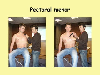 Pectoral menor
 