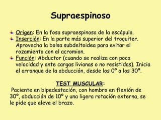 Supraespinoso
Origen: En la fosa supraespinosa de la escápula.
Inserción: En la parte más superior del troquiter.
Aprovecha la bolsa subdeltoidea para evitar el
rozamiento con el acromion.
Función: Abductor (cuando se realiza con poca
velocidad y ante cargas livianas o no resistidas). Inicia
el arranque de la abducción, desde los 0º a los 30º.
TEST MUSCULAR:
Paciente en bipedestación, con hombro en flexión de
30º, abducción de 10º y una ligera rotación externa, se
le pide que eleve el brazo.
 