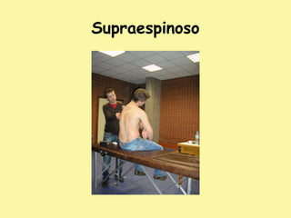 Supraespinoso
 