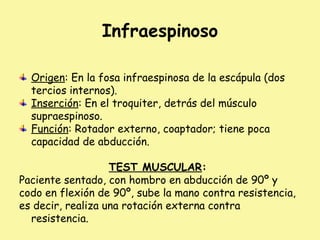 Infraespinoso
Origen: En la fosa infraespinosa de la escápula (dos
tercios internos).
Inserción: En el troquiter, detrás del músculo
supraespinoso.
Función: Rotador externo, coaptador; tiene poca
capacidad de abducción.
TEST MUSCULAR:
Paciente sentado, con hombro en abducción de 90º y
codo en flexión de 90º, sube la mano contra resistencia,
es decir, realiza una rotación externa contra
resistencia.
 