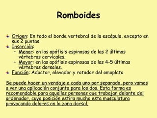 Romboides
Origen: En todo el borde vertebral de la escápula, excepto en
sus 2 puntas.
Inserción:
– Menor: en las apófisis espinosas de las 2 últimas
vértebras cervicales.
– Mayor: en las apófisis espinosas de las 4-5 últimas
vértebras dorsales.
Función: Aductor, elevador y rotador del omoplato.
Se puede hacer un vendaje a cada uno por separado, pero vamos
a ver una aplicación conjunta para los dos. Esta forma es
recomendable para aquellas personas que trabajan delante del
ordenador, cuya posición estira mucho esta musculatura
provocando dolores en la zona dorsal.
 