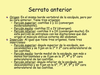 Serrato anterior
Origen: En el mismo borde vertebral de la escápula, pero por
su cara anterior. Tiene tres orígenes:
– Porción superior: costillas I y II (convergen
moderadamente).
– Porción media: costillas II a IV (divergen).
– Porción inferior: costillas V a IX (convergen mucho). En
esta porción se entrelaza con las digitaciones que dan
origen al músculo oblícuo externo del abdomen.
Inserción: Al igual que tiene tres orígenes, tiene tres
inserciones:
– Porción superior: ángulo superior de la escápula, son
ascendentes y se fijan en la 1º Y 2º cara anterolateral de
las costillas.
– Porción media: borde medial de la escápula, son más o
menos horizontales y se fijan en la 3º, 4º y 5º cara
anterolateral de las costillas.
– Porción inferior: ángulo inferior de la escápula, son
descendentes y se fijan en la 6º, 7º, 8º, 9º y 10º cara
anterolateral de las costillas.
 