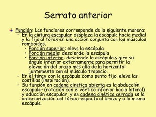 Serrato anterior
Función: Las funciones corresponde de la siguiente manera:
– En la cintura escapular desplaza la escápula hacia medial
y la fija al tórax en una acción conjunta con los músculos
romboides.
• Porción superior: eleva la escápula
• Porción media: desciende la escápula
• Porción inferior: desciende la escápula y gira su
ángulo inferior externamente para permitir la
elevación del brazo más allá de la horizontal
juntamente con el músculo trapecio.
– En el tórax con la escápula como punto fijo, eleva las
costillas (inspiración).
– Su función en cadena cinética abierta es la abducción
escapular (rotación con el vértice inferior hacia lateral)
y aducción escapular, y en cadena cinética cerrada es la
anteriorización del tórax respecto al brazo y a la misma
escápula.
 
