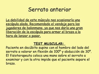 Serrato anterior
La debilidad de este músculo nos ocasionaría una
escápula alada. Recomendado el vendaje para los
jugadores de balonmano, ya que nos daría una gran
liberación de la escápula para armar el brazo a la
hora de lanzar o pasar.
TEST MUSCULAR:
Paciente en decúbito supino con el hombro del lado del
serrato a valorar en flexión de 100º y abducción de 30º.
El fisioterapeuta coloca una mano sobre el serrato a
examinar y con la otra impide que el paciente separe el
brazo.
 
