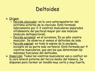 Deltoides
Origen:
– Porción clavicular: en la cara anteroposterior del
extremo externo de la clavícula. Está formada
básicamente por 2-3 vientres musculares separados
nítidamente del pectoral mayor por ese músculo
(músculo deltopectoral).
– Porción acromial: en el acromion. Es un sólo vientre
muscular. Se observa si vemos al deltoides de lado.
– Porción espinal: en toda la espina de la escápula,
excepto en su parte más vertebral. Está formada por 4
vientres musculares, que son los que determinan las
máximas funciones del deltoides.
Inserción: Todos los vientres musculares van a confluir en
la cara lateral externa del tercio medio del húmero. Se
disponen para formar un tendón muy corto y muy fuerte.
 