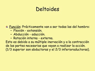 Deltoides
Función: Prácticamente van a ser todas las del hombro:
– Flexión - extensión.
– Abducción - aducción.
– Rotación interna - externa.
Esto es debido a su múltiple inervación y a la contracción
de las partes necesarias que vayan a realizar la acción.
(1/3 superior son abductoras y el 2/3 inferioraductoras).
 