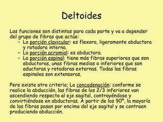 Deltoides
Las funciones son distintas para cada parte y va a depender
del grupo de fibras que actúe:
– La porción clavicular: es flexora, ligeramente abductora
y rotadora interna.
– La porción acromial: es abductora.
– La porción espinal: tiene más fibras superiores que son
abductoras, unas fibras medias o inferiores que son
aductoras y rotadoras externas. Todas las fibras
espinales son extensoras.
Pero existe otro criterio; La concadenación: conforme se
realice la abducción, las fibras de los 2/3 inferiores van
ascendiendo respecto al eje sagital, contrayéndose y
convirtiéndose en abductoras. A partir de los 90º, la mayoría
de las fibras pasan por encima del eje sagital y se contraen
produciendo abducción.
 