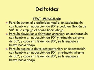 Deltoides
TEST MUSCULAR:
Porción acromial o deltoides medio: en sedestación
con hombro en abducción de 90º y codo en flexión de
90º se le empuja el brazo hacia abajo.
Porción clavicular o deltoides anterior: en sedestación
con hombro en abducción de 90º y rotación externa
de 30º, y codo en flexión de 90º, se le empuja el
brazo hacia abajo.
Porción espinal o deltoides posterior: en sedestación
con hombro en abducción de 90º y rotación interna
de 30º, y codo en flexión de 90º, se le empuja el
brazo hacia abajo.
 