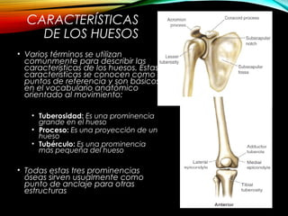 CARACTERÍSTICAS
DE LOS HUESOS
• Varios términos se utilizan
comúnmente para describir las
características de los huesos. Estas
características se conocen como
puntos de referencia y son básicos
en el vocabulario anatómico
orientado al movimiento:
• Tuberosidad: Es una prominencia
grande en el hueso
• Proceso: Es una proyección de un
hueso
• Tubérculo: Es una prominencia
más pequeña del hueso
• Todas estas tres prominencias
óseas sirven usualmente como
punto de anclaje para otras
estructuras
 