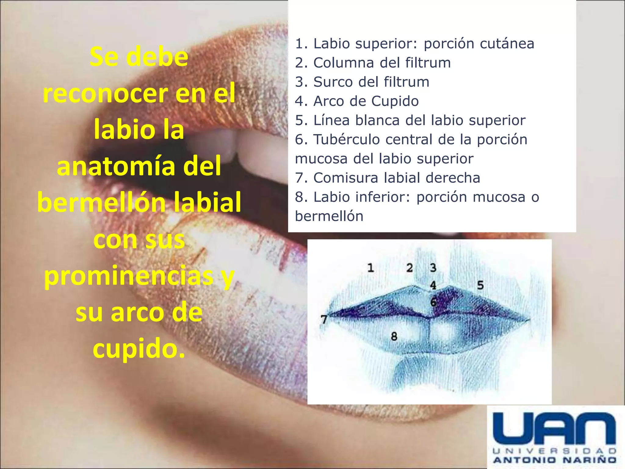 Labios y Paladar (anatomia)normal y fisurado | PPSX