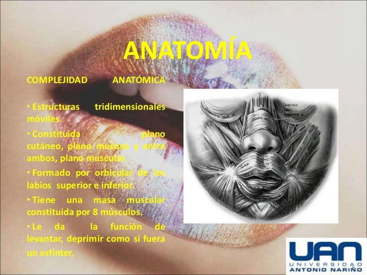 Labios y Paladar (anatomia)normal y fisurado