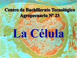 Centro de Bachillerato Tecnológico Agropecuario Nº 23 La Célula 