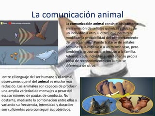 La comunicación animal
La comunicación animal consiste básicamente
en la emisión de señales químicas y físicas de
un individuo a otro, u otros, que permiten
modificar la probabilidad del comportamiento
de un organismo. Puede tratarse de señales
comunes a la especie o a un mismo sexo, pero
también al grupo social e incluso a la familia.
Además, cada individuo suele tener su propia
señal de reconocimiento con la que se
diferencia de otros.
entre el lenguaje del ser humano y el animal,
observamos que el del animal es mucho más
reducido. Los animales son capaces de producir
una amplia variedad de mensajes a pesar del
escaso número de pautas de conducta. No
obstante, mediante la combinación entre ellas y
variando su frecuencia, intensidad y duración
son suficientes para conseguir sus objetivos.
 