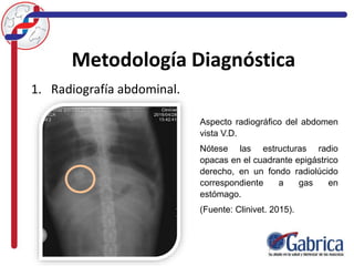 Metodología Diagnóstica
1. Radiografía abdominal.
Aspecto radiográfico del abdomen
vista V.D.
Nótese las estructuras radio
opacas en el cuadrante epigástrico
derecho, en un fondo radiolúcido
correspondiente a gas en
estómago.
(Fuente: Clinivet. 2015).
 