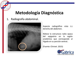 Metodología Diagnóstica
1. Radiografía abdominal.
Aspecto radiográfico vista L.L
derecha del abdomen.
Nótese la estructura radio opaca
del epigastrio en la región
anatómica que corresponde al
hígado en su porción ventral..
(Fuente: Clinivet. 2015)
 