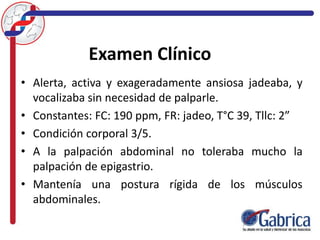 Examen Clínico
• Alerta, activa y exageradamente ansiosa jadeaba, y
vocalizaba sin necesidad de palparle.
• Constantes: FC: 190 ppm, FR: jadeo, T°C 39, Tllc: 2”
• Condición corporal 3/5.
• A la palpación abdominal no toleraba mucho la
palpación de epigastrio.
• Mantenía una postura rígida de los músculos
abdominales.
 