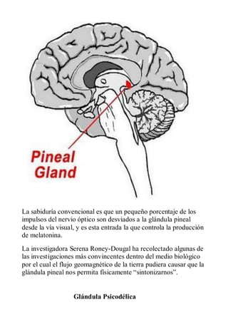 La sabiduría convencional es que un pequeño porcentaje de los
impulsos del nervio óptico son desviados a la glándula pineal
desde la vía visual, y es esta entrada la que controla la producción
de melatonina.
La investigadora Serena Roney-Dougal ha recolectado algunas de
las investigaciones más convincentes dentro del medio biológico
por el cual el flujo geomagnético de la tierra pudiera causar que la
glándula pineal nos permita físicamente “sintonizarnos”.


                   Glándula Psicodélica
 