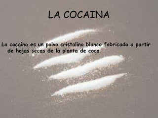 LA COCAINA La cocaína es un polvo cristalino blanco fabricado a partir de hojas secas de la planta de coca.