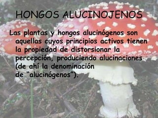 HONGOS ALUCINOJENOS Las plantas y hongos alucinógenos son aquellas cuyos principios activos tienen la propiedad de distorsionar la percepción, produciendo alucinaciones (de ahí la denominación de “alucinógenos”).