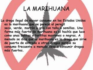 LA MARIHUANA La droga ilegal de mayor consumo en los Estados Unidos es la marihuana que se parece al perejil seco, verde, marrón o gris con tallo o semillas. Una forma más fuerte de marihuana es el hachís que luce como unas bolitas o tortitas marrones o negras. A menudo se dice que la marihuana es la droga que sirve de puerta de entrada a otras drogas porque su consumo frecuente a menudo lleva a consumir drogas más fuertes.