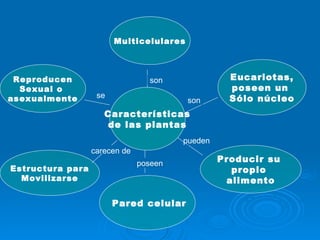 Características de las plantas Eucariotas,  poseen un  Sólo núcleo Multicelulares Reproducen Sexual o  asexualmente Estructura para  Movilizarse Producir su  propio  alimento Pared celular carecen de se son son pueden poseen 