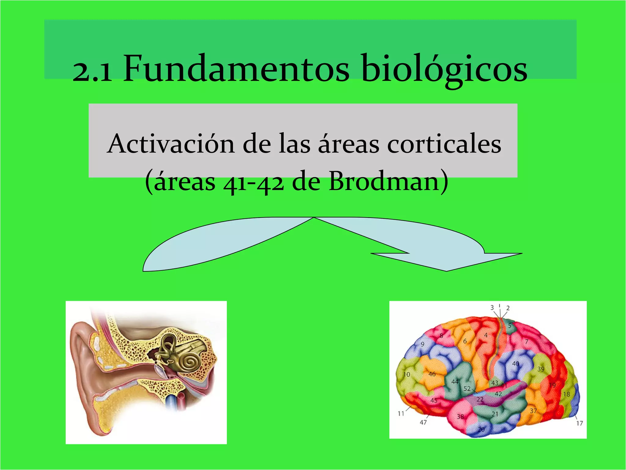 2.1 Fundamentos biológicos Activación de las áreas corticales (áreas 41-42 de Brodman) 