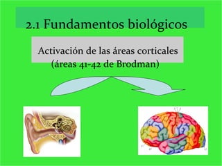 2.1 Fundamentos biológicos Activación de las áreas corticales (áreas 41-42 de Brodman) 